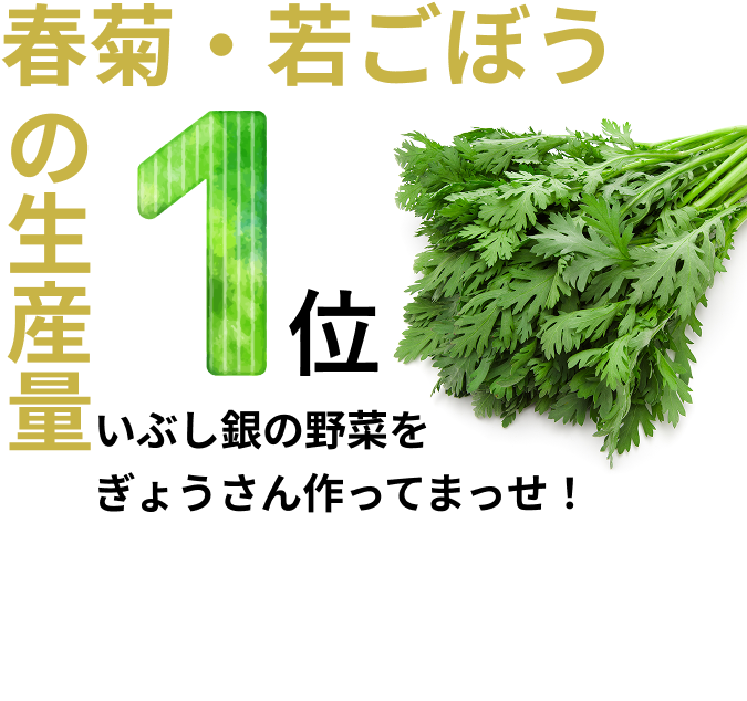春菊・岩ごぼうの生産量 1位