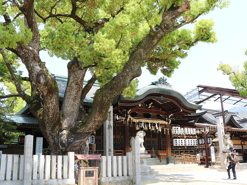 樹齢約500年の立派な御神木が立つ本殿