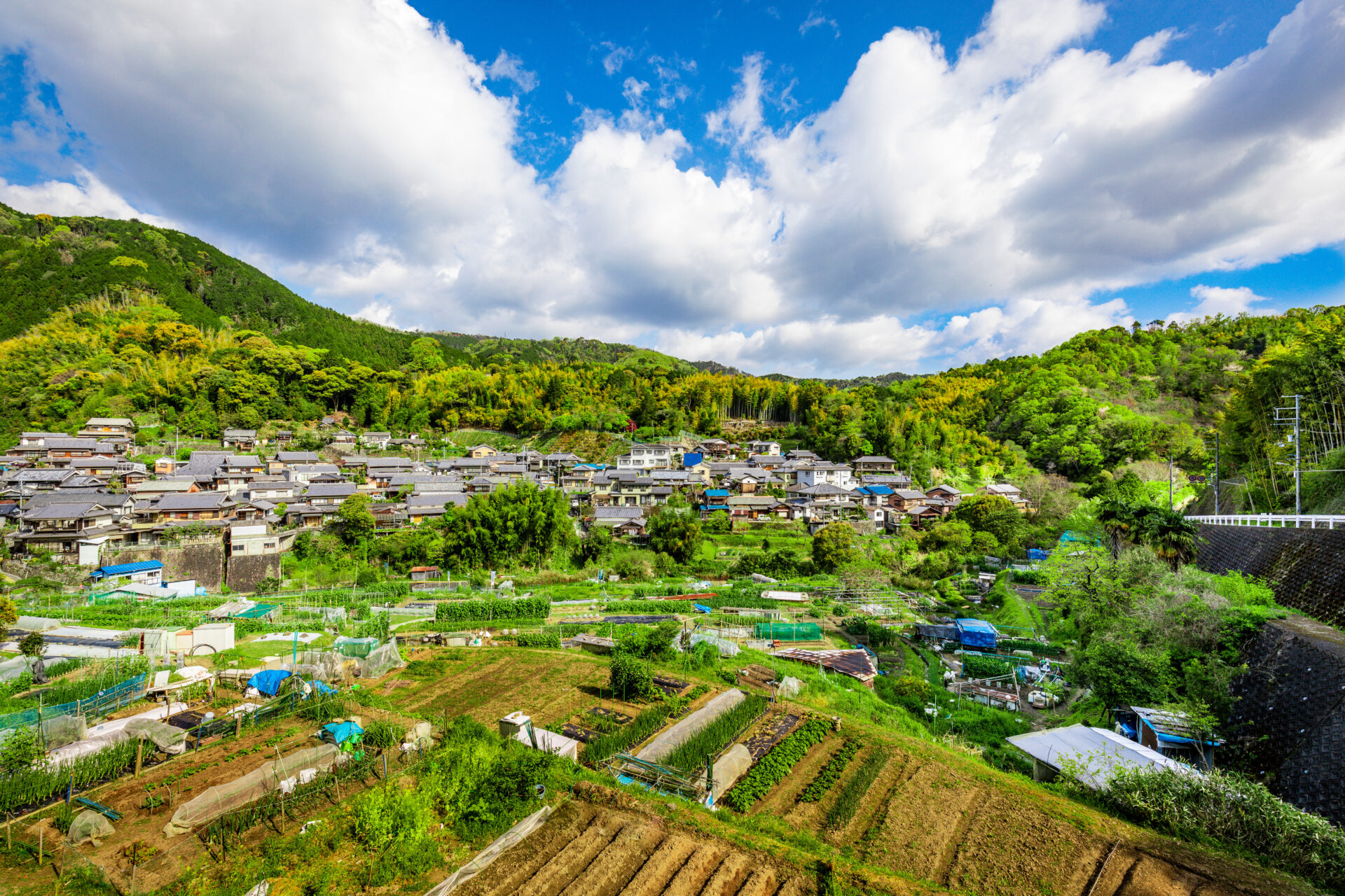 新緑に染まる島本町・尺代(しゃくだい)