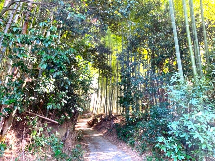 石仏の道は竹林から始まる