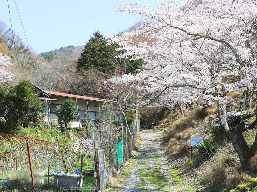 大堂越コースの登山道入り口。取材時は美しい桜が出迎えてくれた。