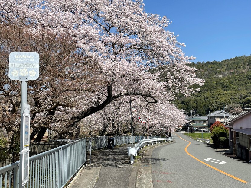左手の川沿いの両側に約1,000本の桜が植えられている