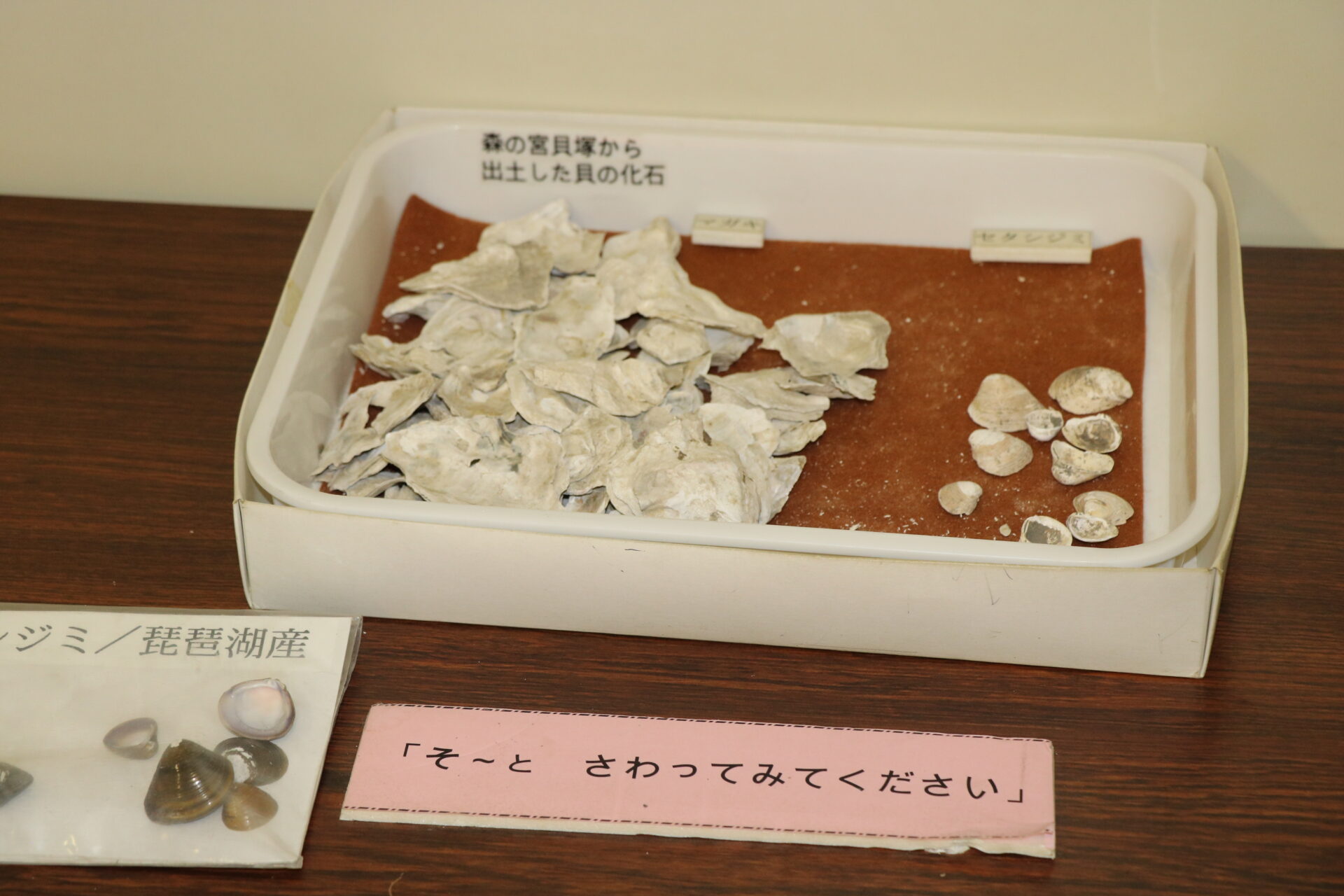 貝塚から出土した貝の化石は実際に触れる。