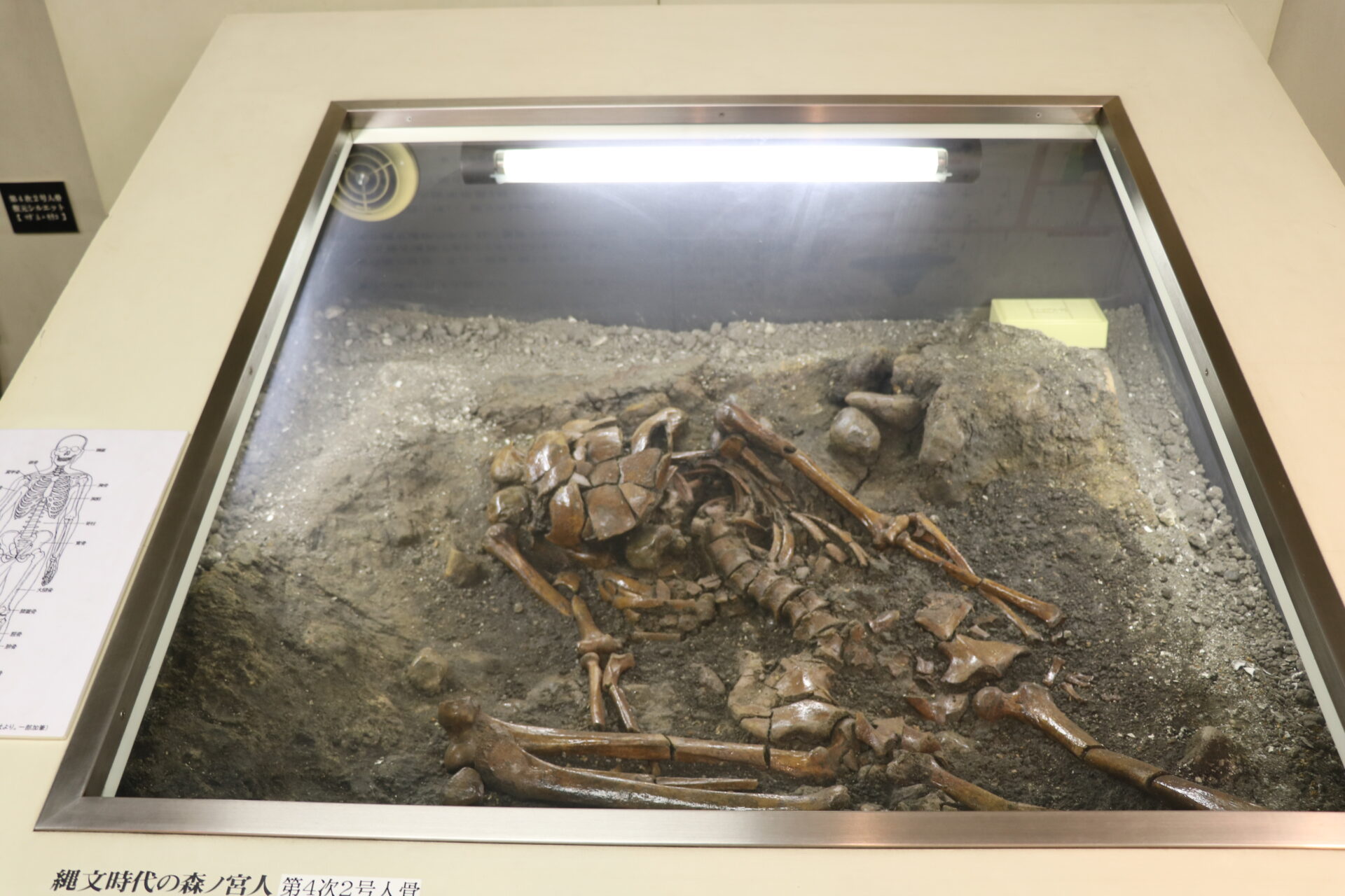 形がきれいに残った人骨が展示されている