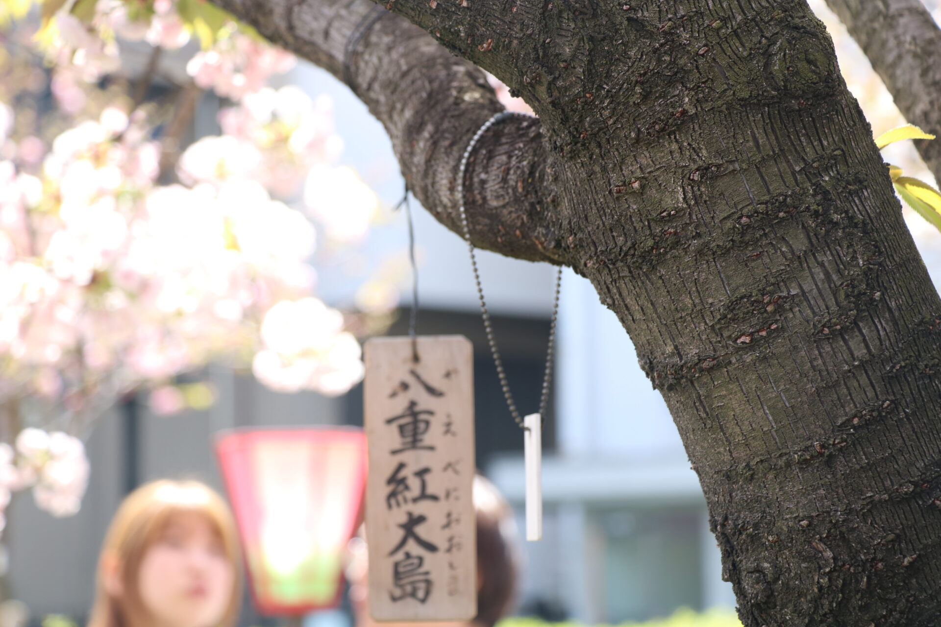 明治時代に一般公開され140年余り、桜の歴史を人が通り抜けていく